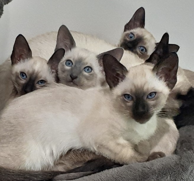 Siamese Kittens For Sale