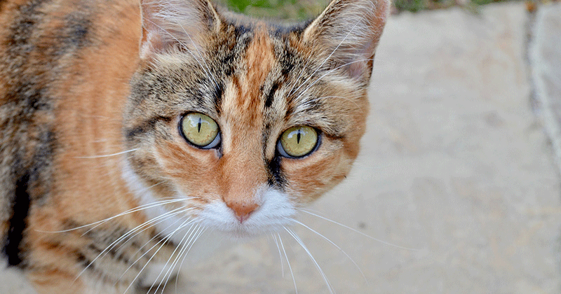 Adopting an Chicago Cat
