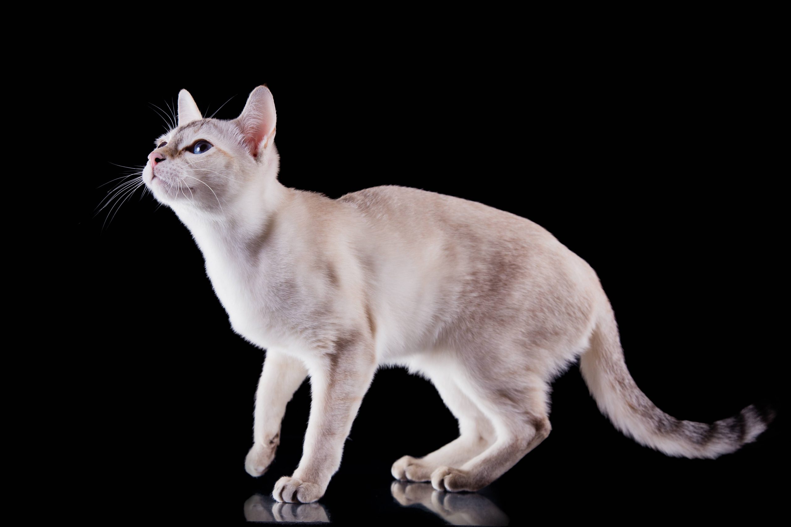 Tonkinese Cat