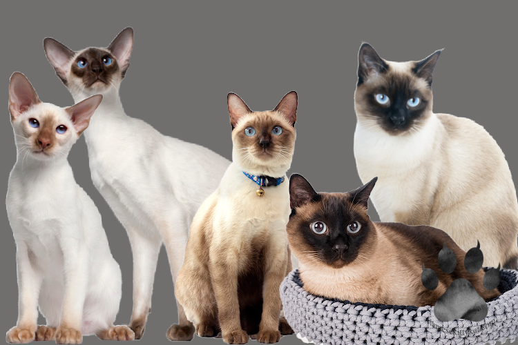 atlanta traditional siamese
